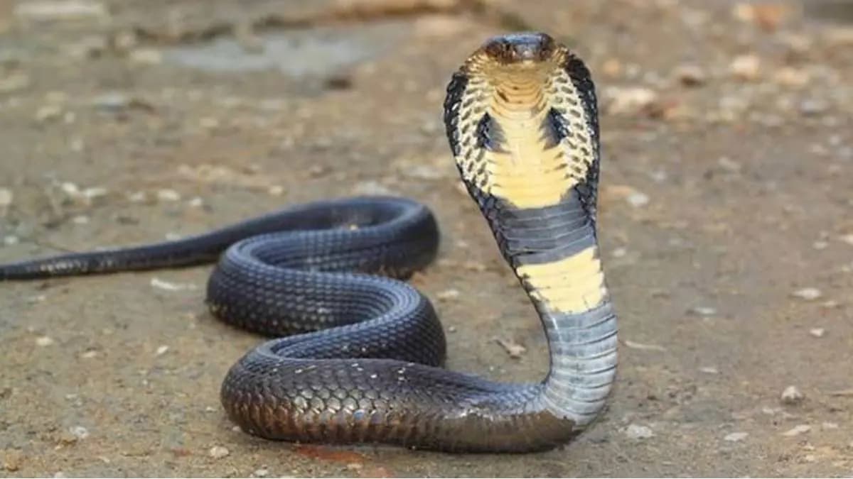 Snakebite First Aid: What to Do and Mistakes to Avoid