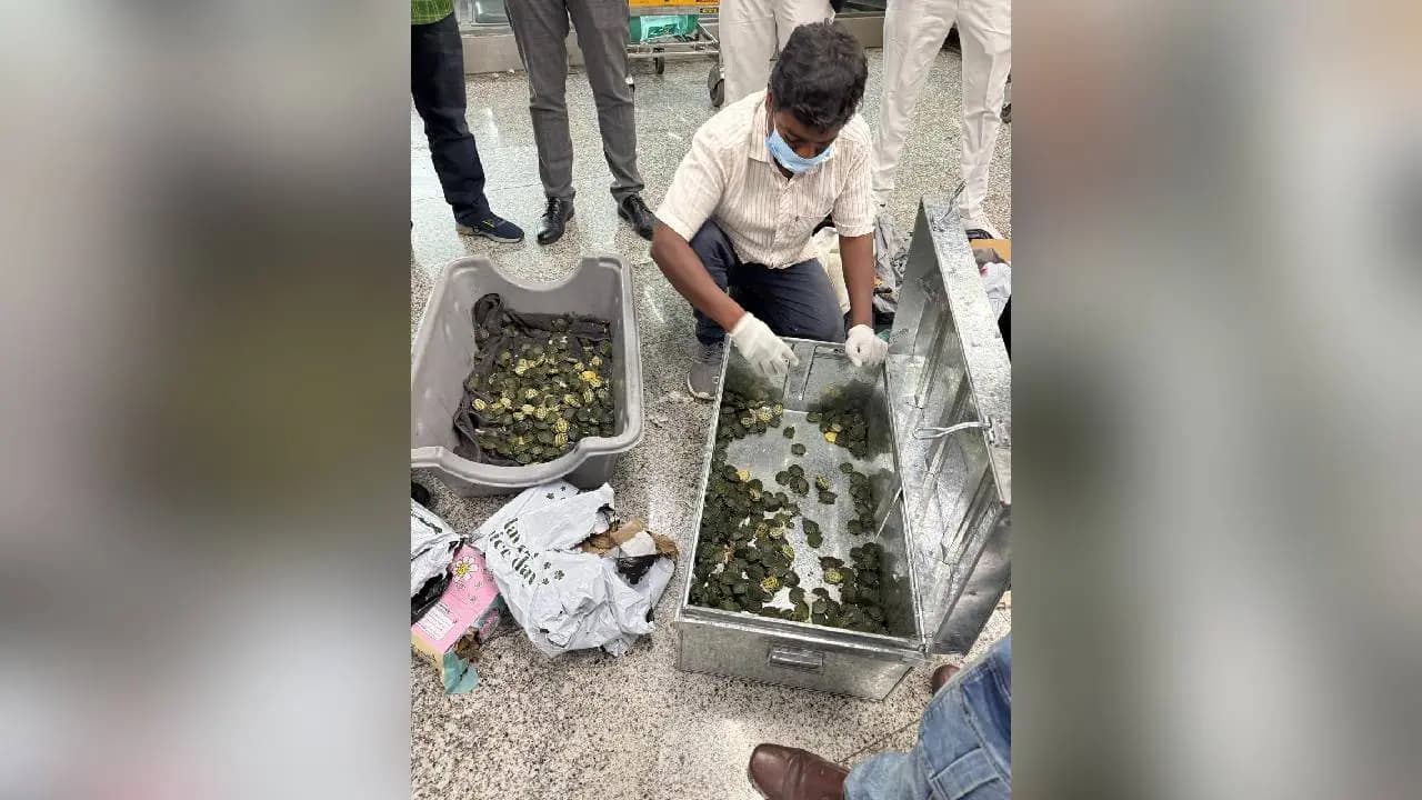 707 Live Turtles Seized at Kolkata Airport as Customs Foil Bangkok Wildlife Smuggling Attempt