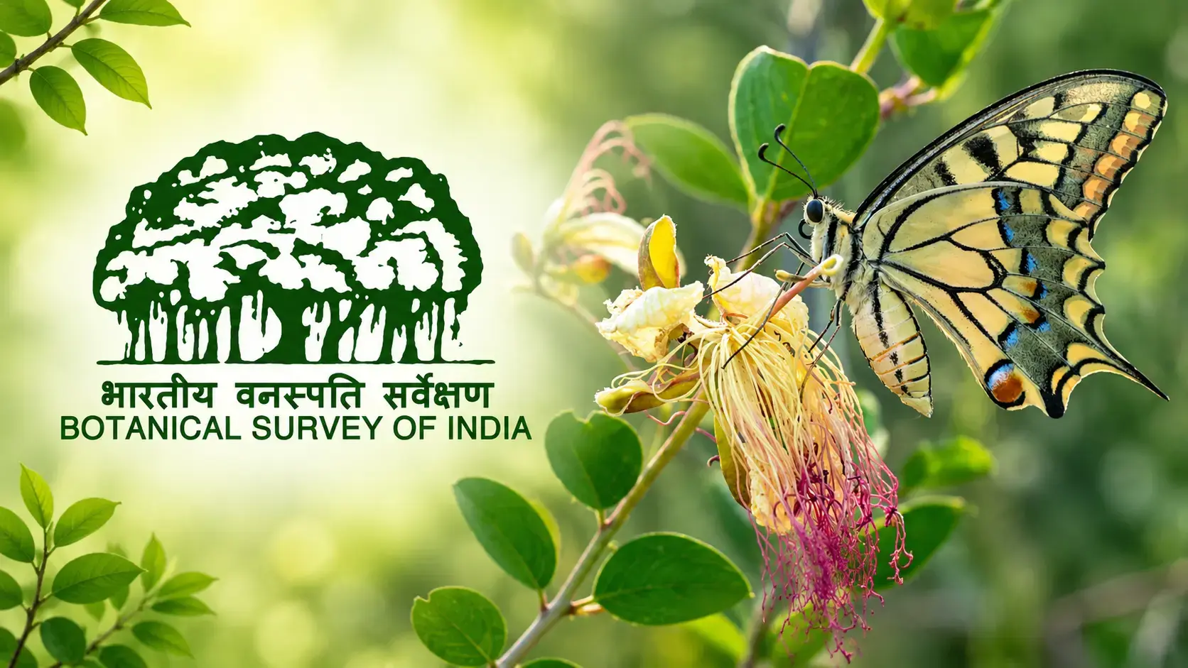 India Completes 1st Catalogue Of Butterflies, Moths, Documents 13,703 Species