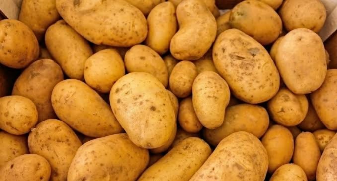 Potato Price: সম্প্রতি আলুর দাম যে হারে বেড়েছে, তাতে মাথায় হাত মধ্যবিত্তের। চিন্তা বাড়িয়েছিল আলু ব্যবসায়ীদের ডাকা কর্মবিরতি। হিমঘর খোলা ছিল, অথচ বন্ধ রাখা হয়েছিল আলু বেরোনোর কাজ। সবমিলিয়ে বাজারে যোগান কমছিল নিত্য প্রয়োজনীয় আলুর। উদ্বেগ বাড়ছিল মধ্যবিত্তের। তবে পরিস্থিতি নিয়ন্ত্রণে এবার কড়া নবান্ন। 