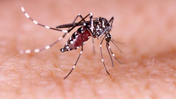 Dengue: হাসপাতালে ভর্তি হয়েছিলেন ডেঙ্গুর উপসর্গ নিয়ে, মৃত্যু গৃহবধুর 