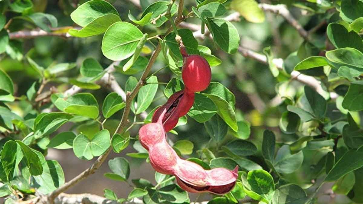 This fruit named manila tamarind,also called as junglee jalebi.can prevent Cancer cell and 100 more diseases like diabetes,here is the details 