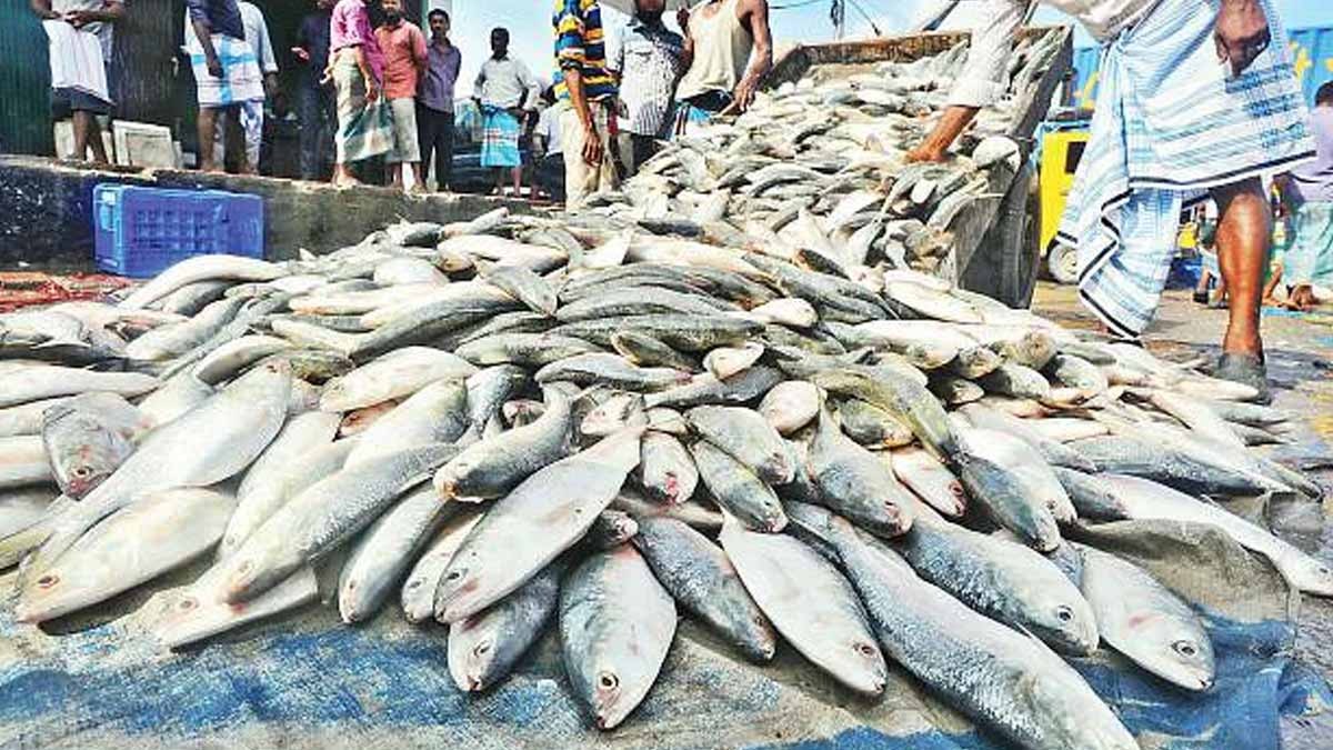 hilsa fish in howrah wholesale market