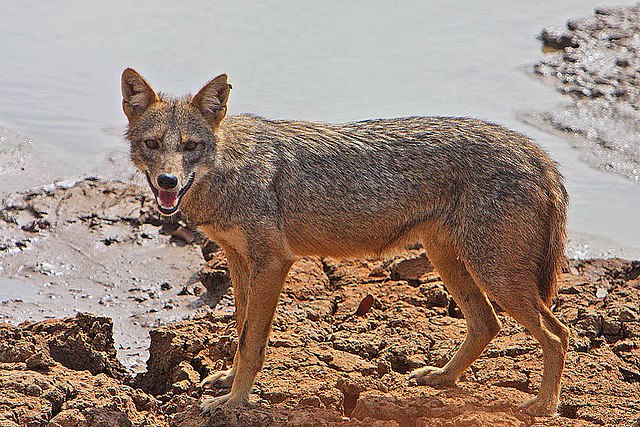 golden jackal killed by minors in murshidabad