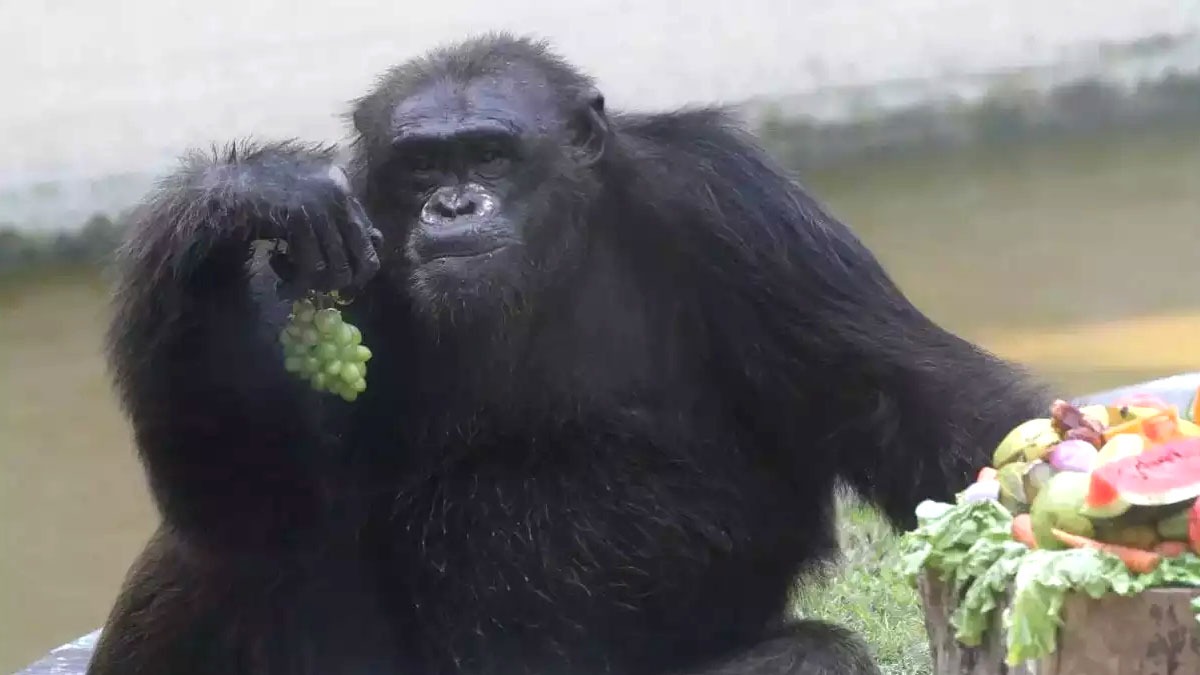 visitors allowed to alipore zoo cage