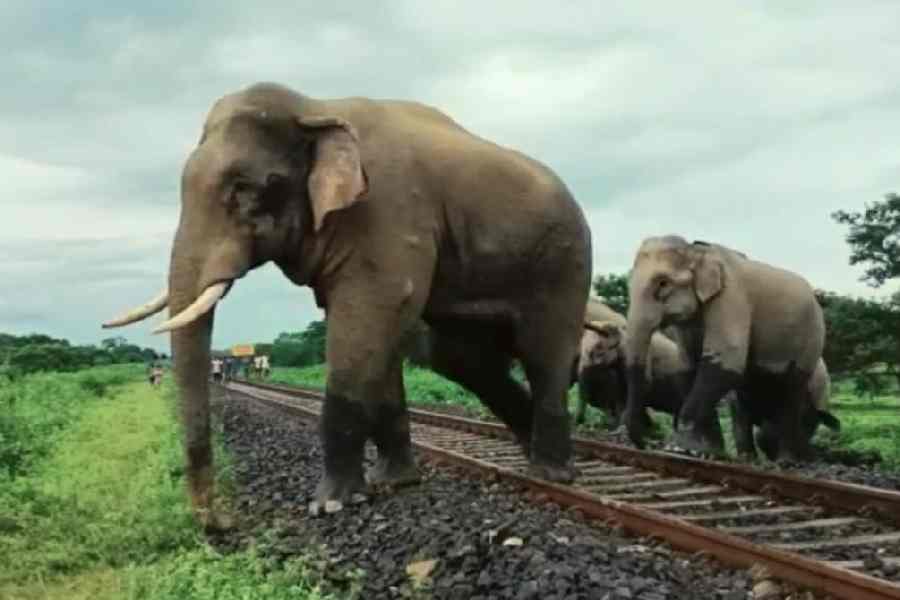 elephant entered in kharagpur