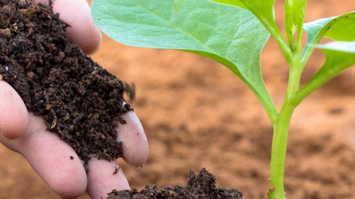 By using all these home made natural fertilizers can prevent insects from your balcony garden trees and make them greenary always