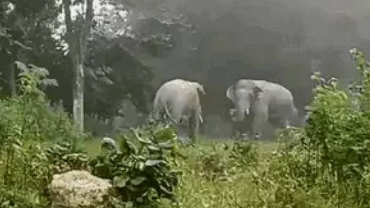 elephant in jharkhand jungle