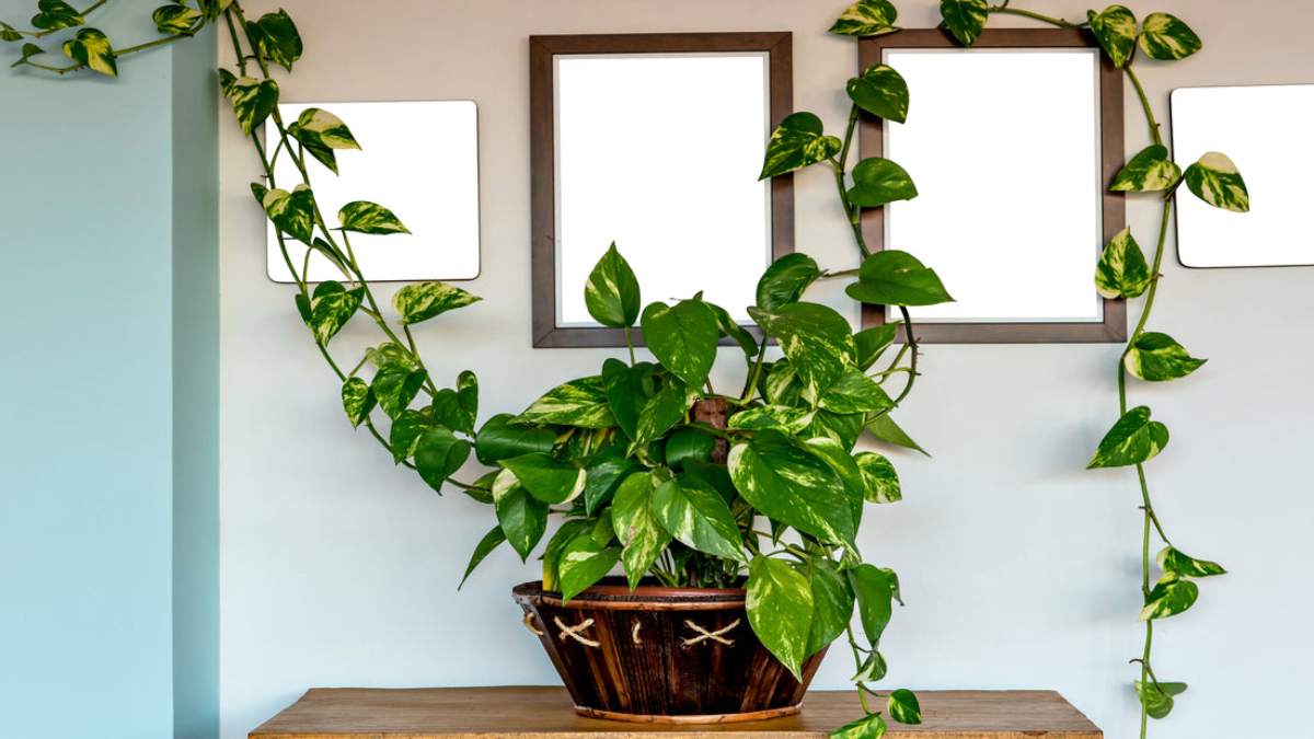 these all tricks can helps to grow your indoor plants specially money plants and make your indoor decoration beautiful