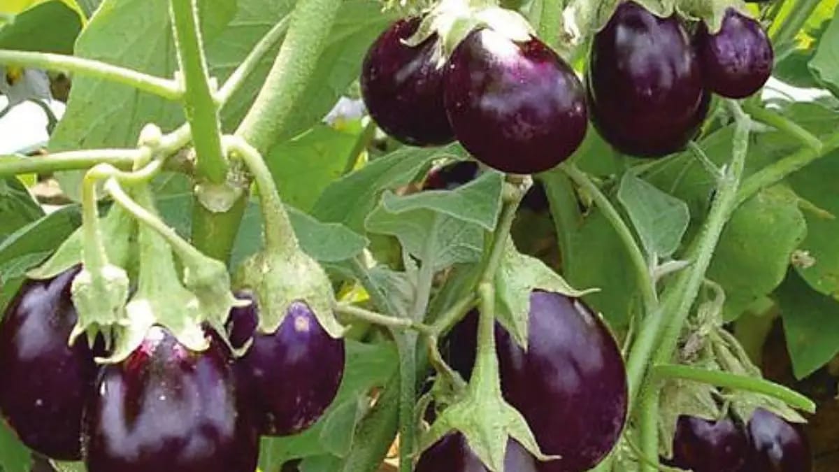 By these all tricks you can increase to grow brinjal on your terrace garden