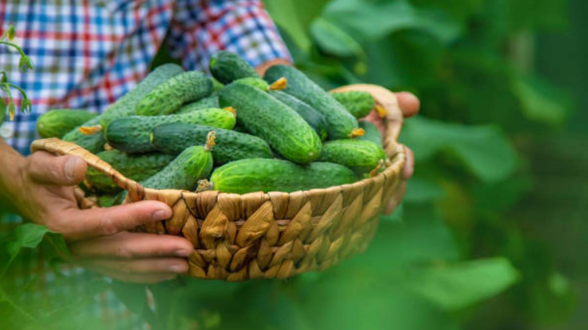 Benefits of regular consuming one cucumber with rice has many healthy ingredients like strong digestion system and many more