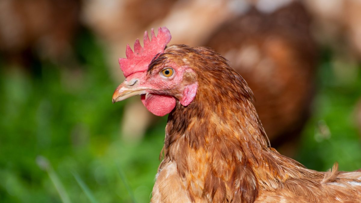 82 years man beaten to death by his neighbour over a missing chicken