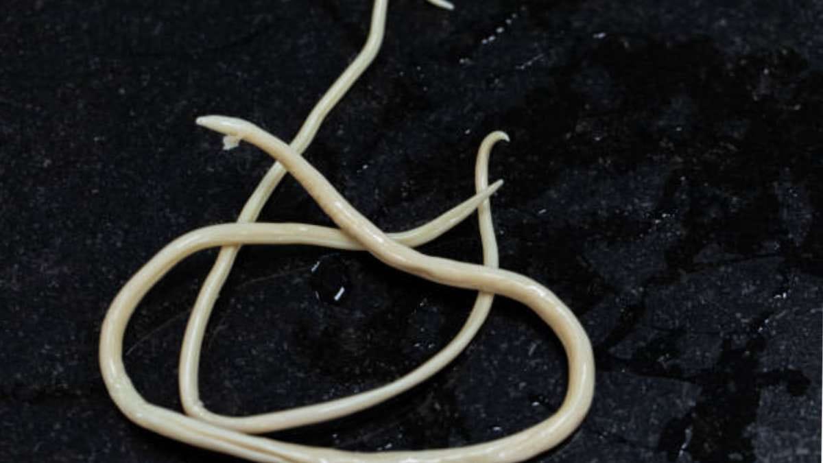 worms have bad effects on health from child to adults body 