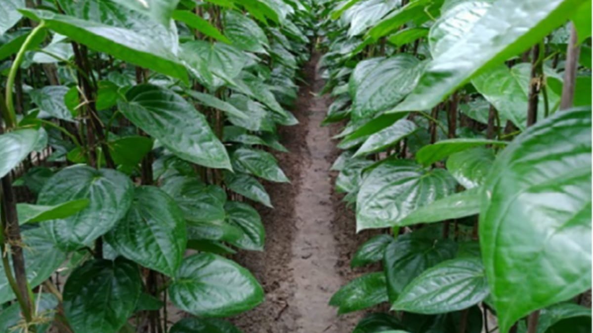  Betel leaves improve sex desire prevents constipation and also helps to maintain good gut health