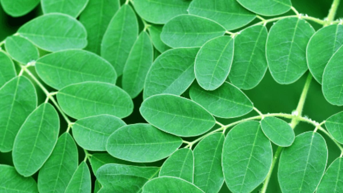 Moringa leaves or Sojne leaves helps to maintain good skin tone and prevent bad cholesterol level 