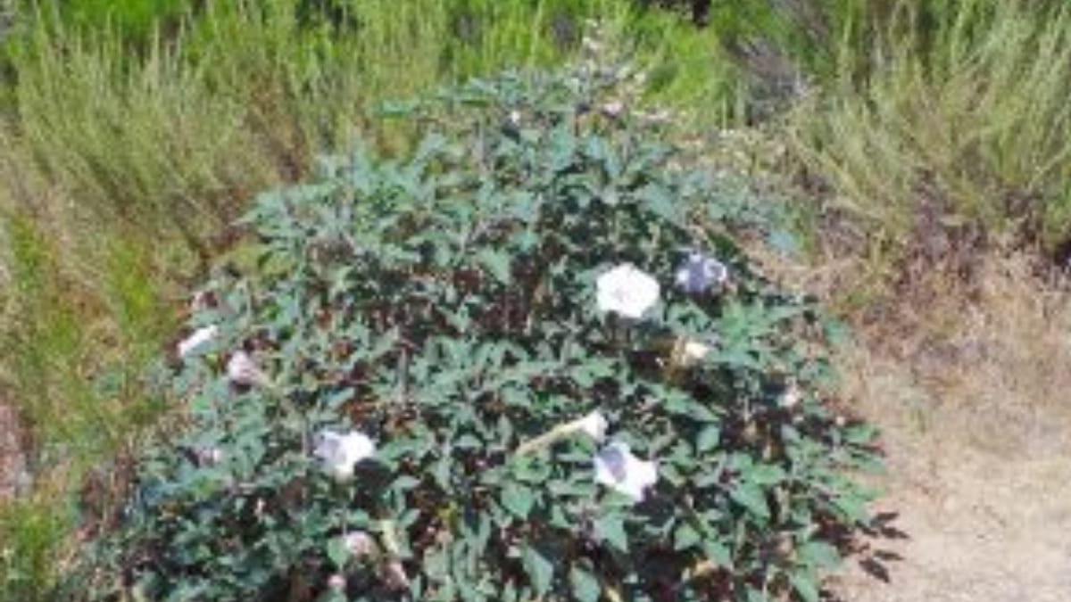 dhutra flower have many health benefits including joint pain also prevents dry cough rapidly 