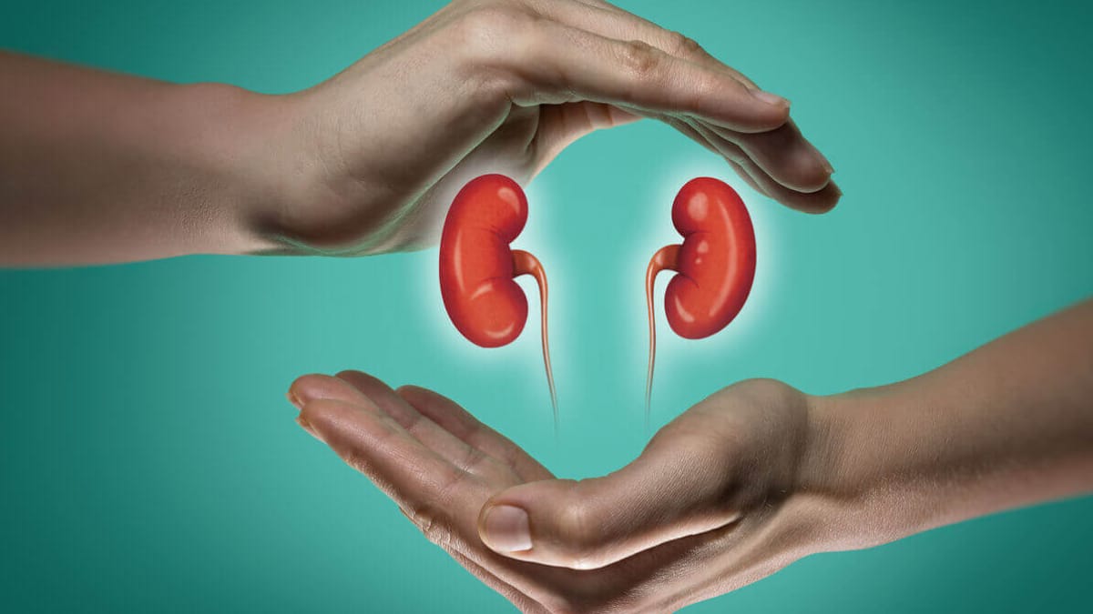 these all foods can increase your kidneys function strong and healthy 