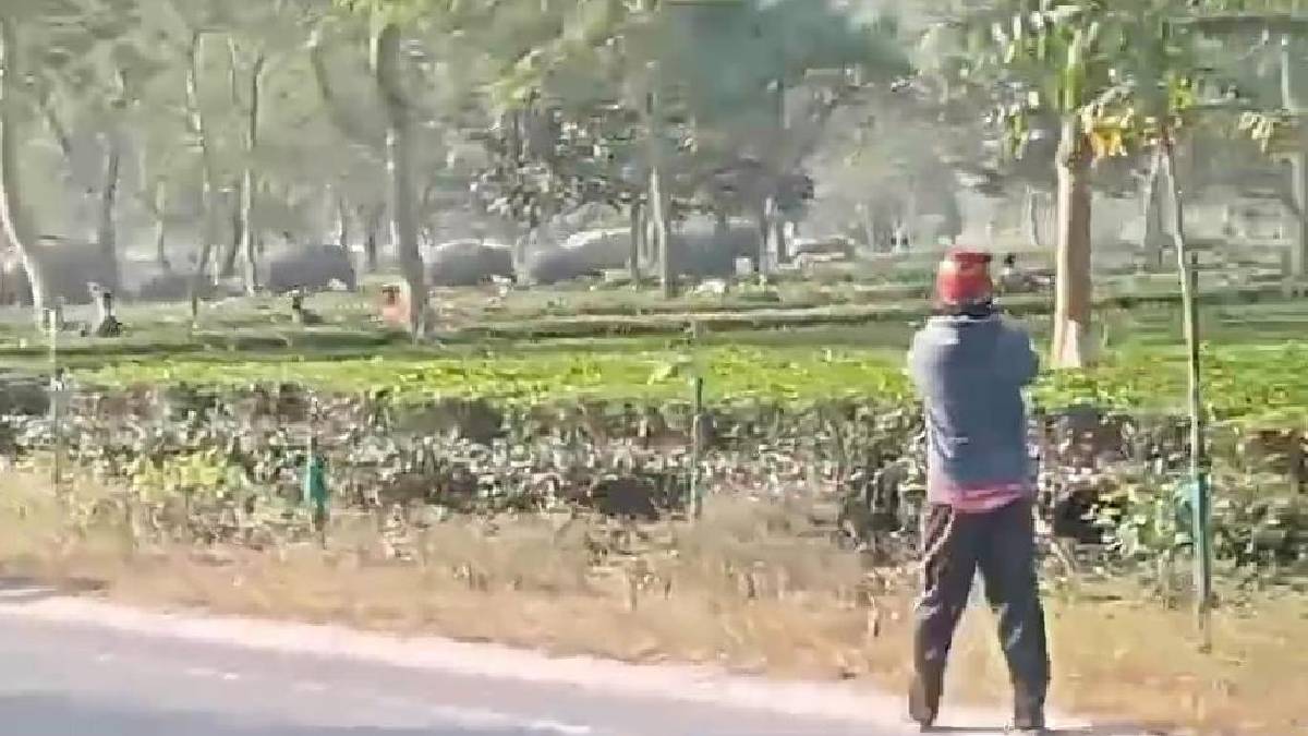 herd of eleppphant in falakata block