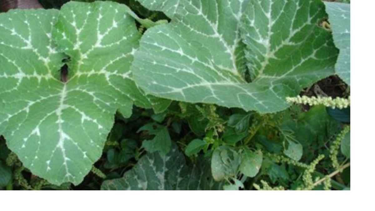 pumpkin leaves helps to control cholesterol and sugar level also maintains aging signs 