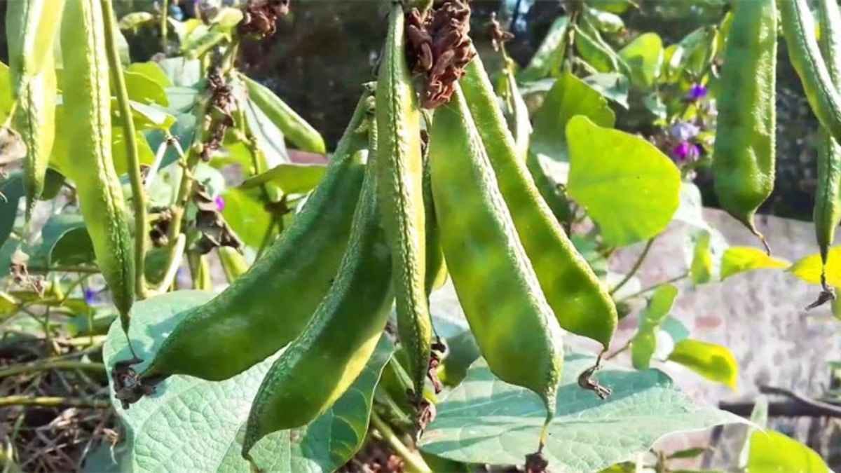  Hyacinth Beans or Sheem have high power to control blood sugar level 