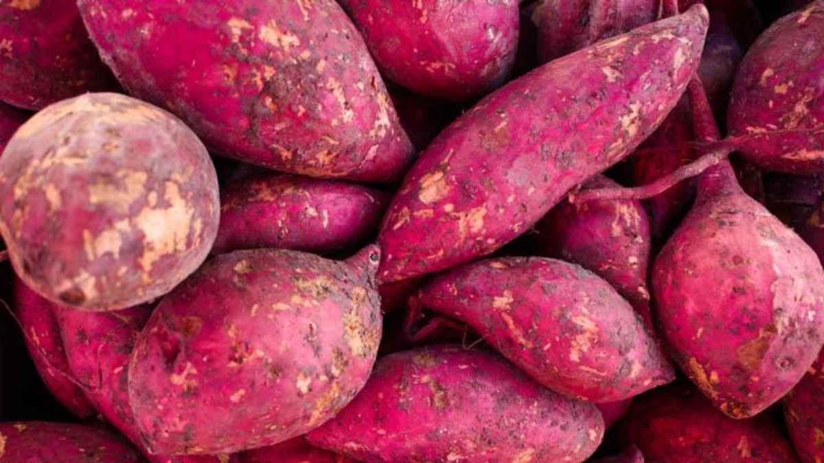 Sweet potatos is good for diabetic patients