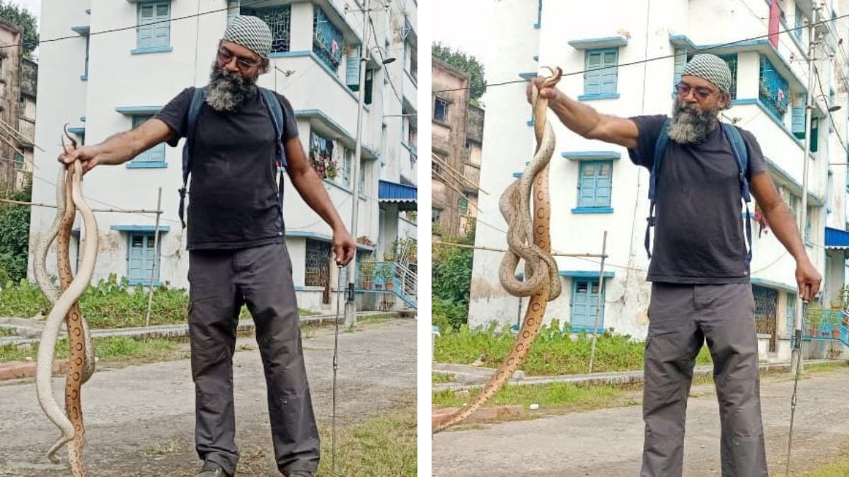 Three Russell s viper snake recovered from Serampore ESI hospital gnr