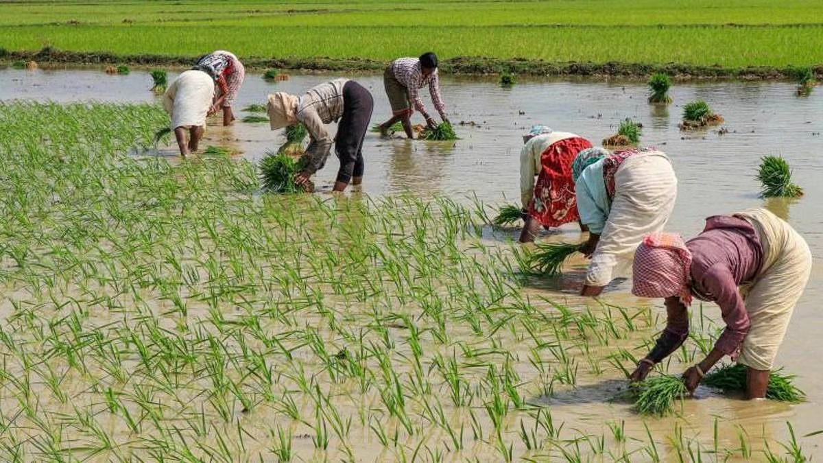 Farmers of East Bardhaman are worried due to uncertainty of DVC water