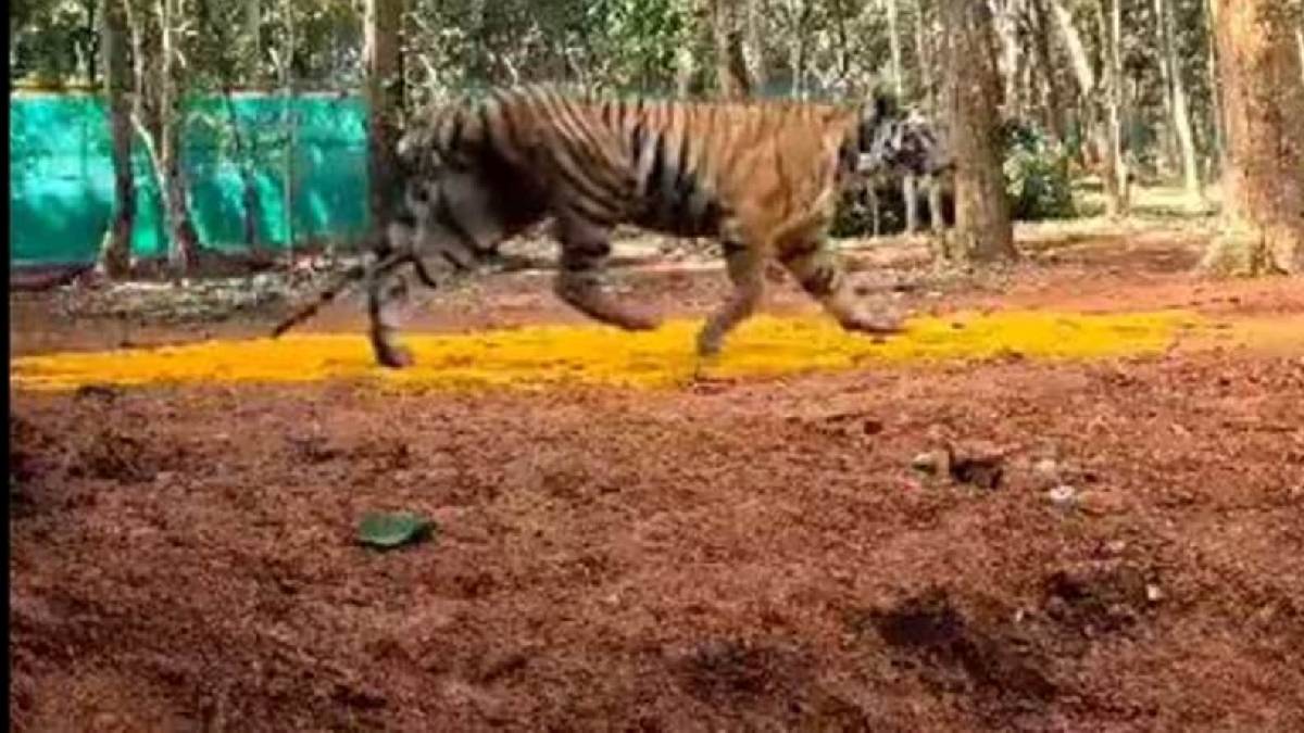 forest department searching for tigress zinat