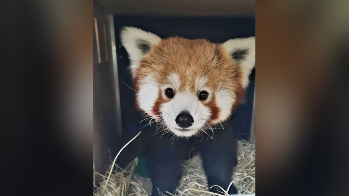 Two red pandas from Netherlands brought to Darjeeling zoo for breeding purpose