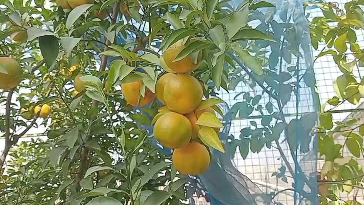 orange farming at malda