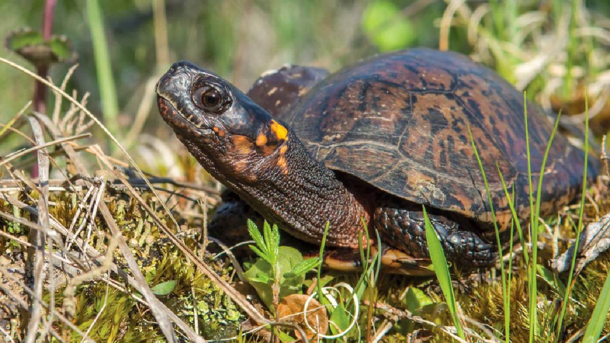 eating turtle meat and dies at birbhum