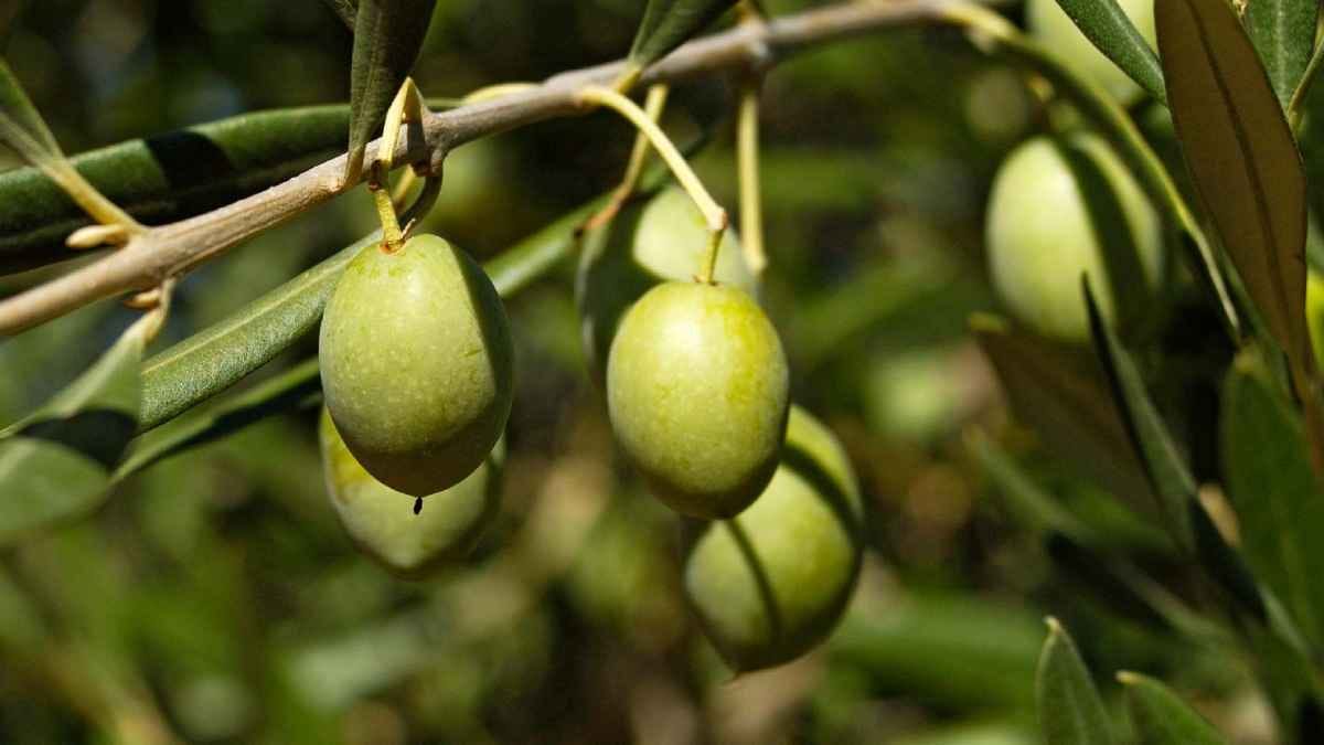 Olive has many health benefits including allergy and sneezing 