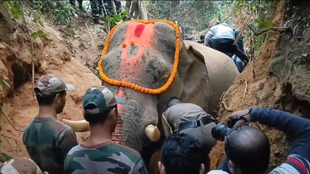 Elephant Tumour passed away due to fatal injury due to the accident