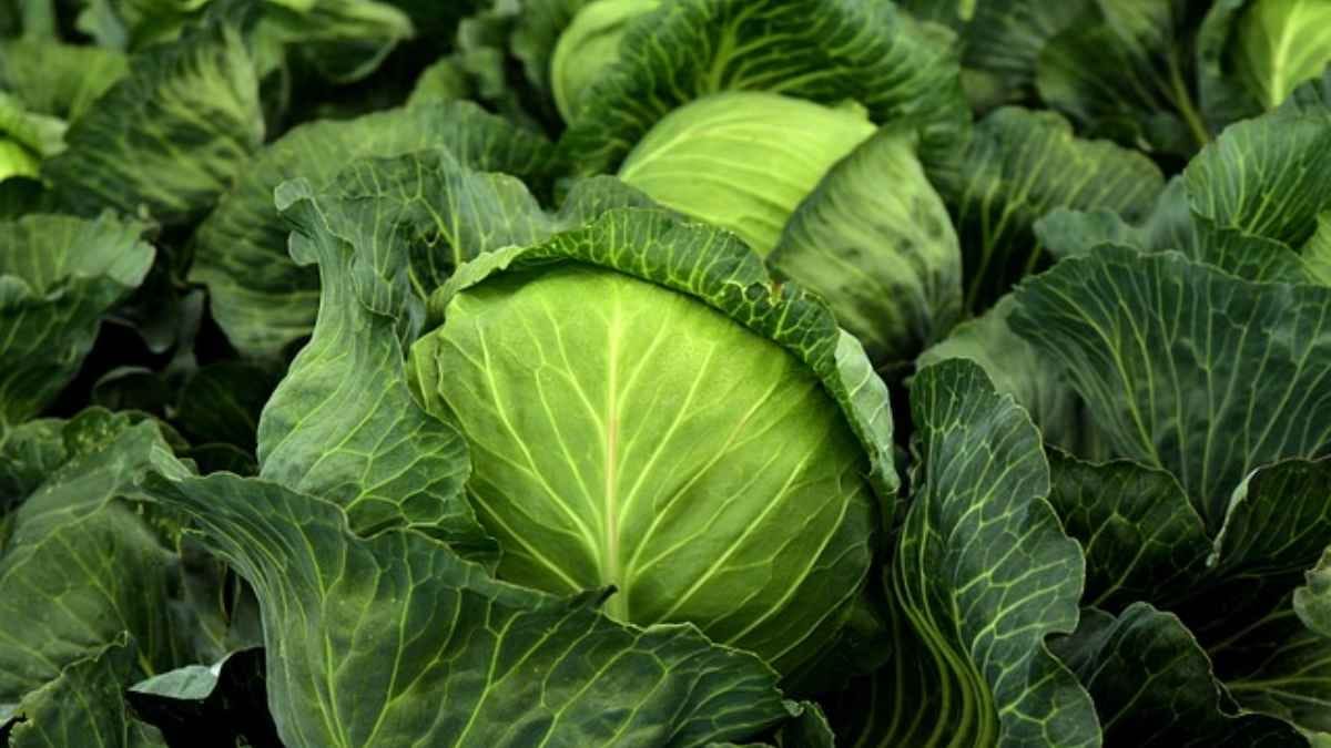  consuming excessive cabbage may be harmful for hypothesis thyroid and many more 