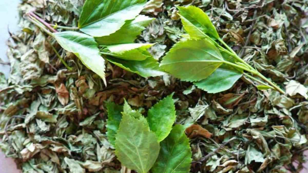 Hibiscus leaves improve your hair growth and can stop hair fall 