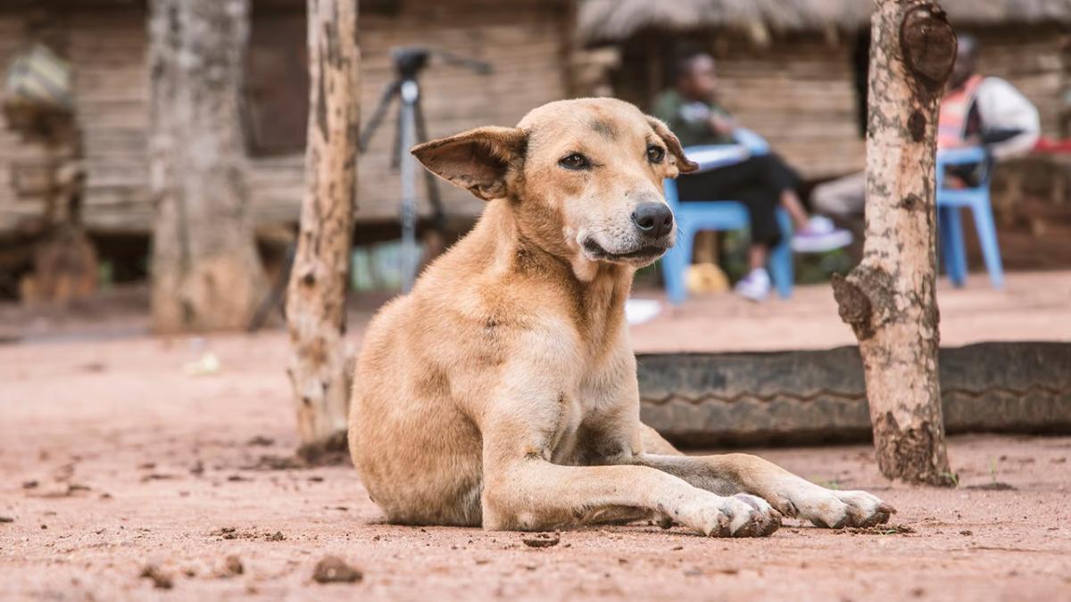 One after another street dog dies in murshidabad 