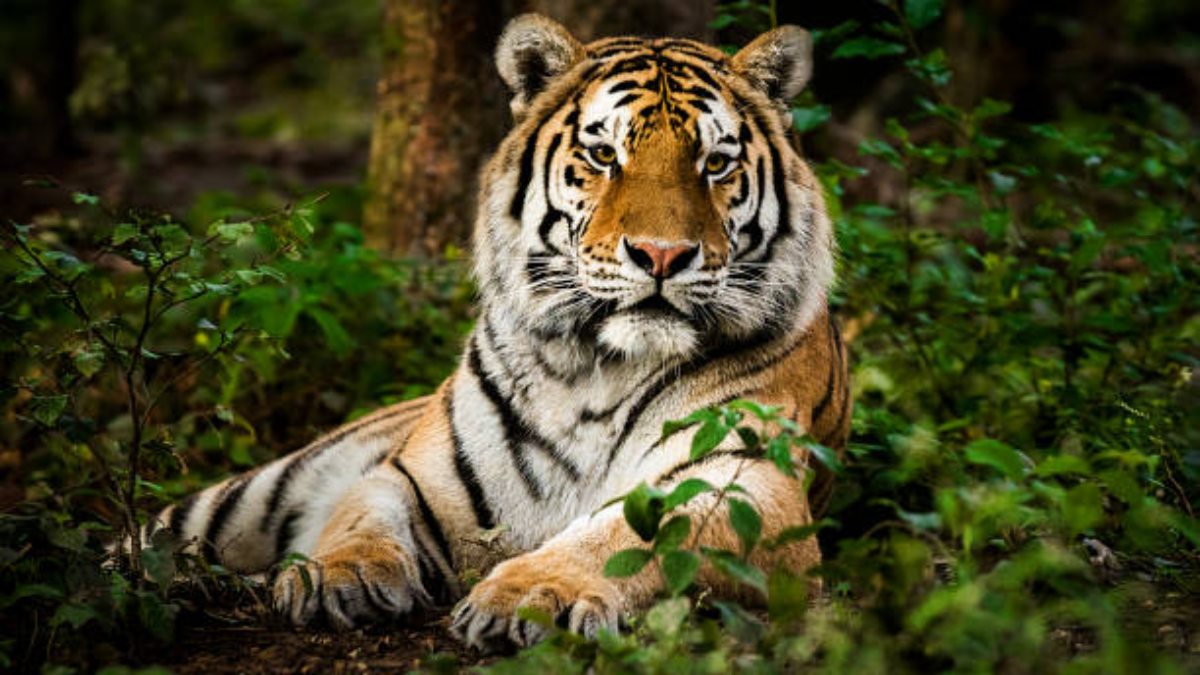 Forest Department officials finally able to catch the tiger in Kultali s Maipith