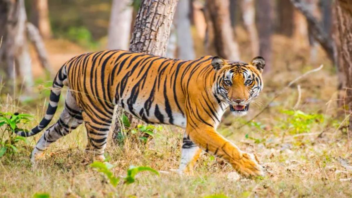 Fear of Royal Bengal tiger in Purulia s Bandwan area gnr