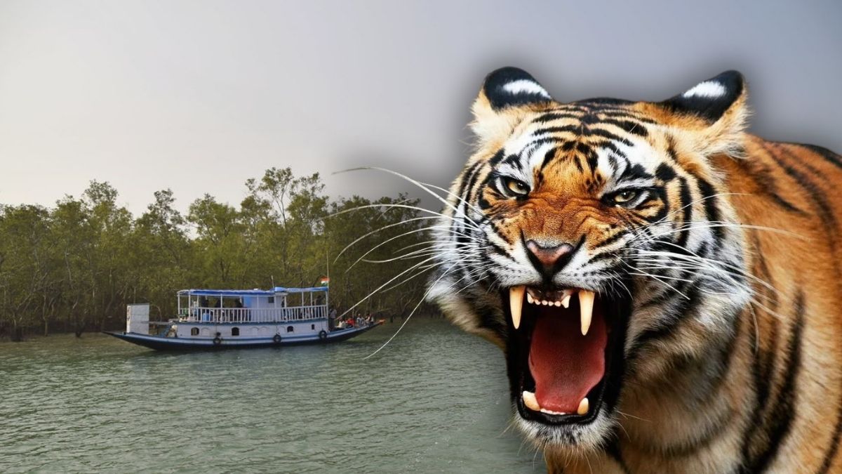 Tiger experts point out reason for straying of sundaran tiger in winter