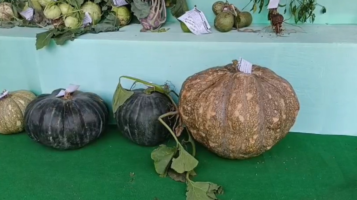 Giant pumpkin with big eggplant and other big sizes vegetables are key attraction of this fair