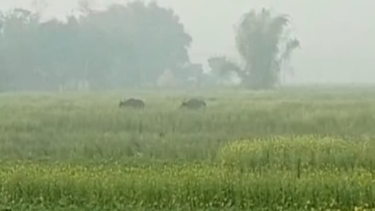 Two bisons strayed into dooars locality