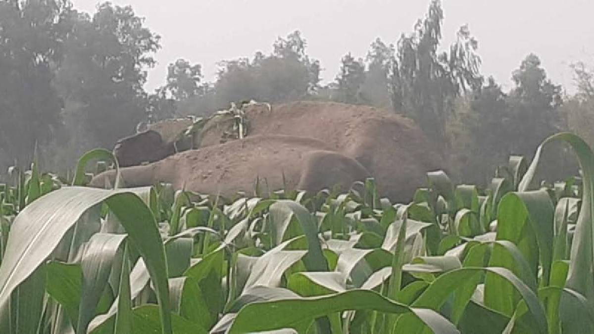 People of mathabhanga in dooars are svared of tusker