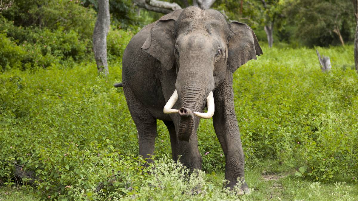 elephant in dooars area