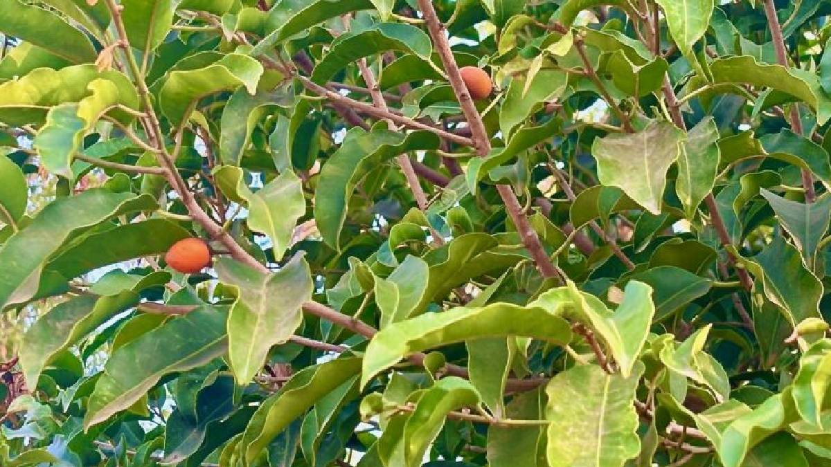 bakul tree cuts off in chandannagar