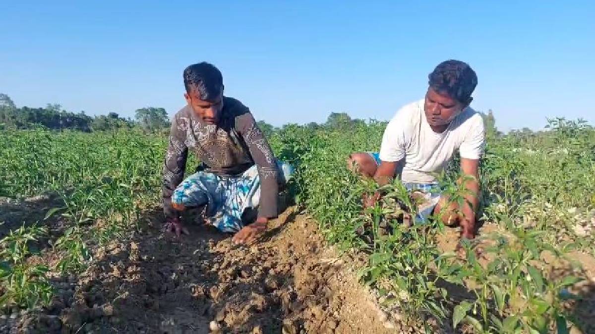 To save potato from elephants farmers of dooars starts farming chilli plants beside the fields