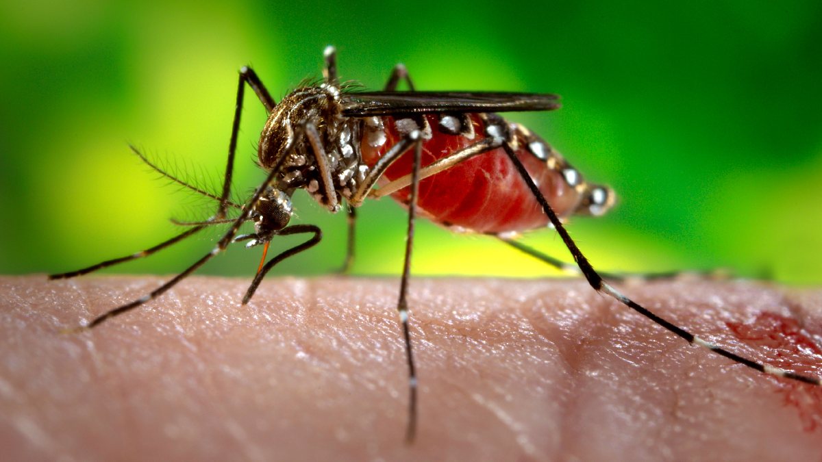 whom do mosquitoes bite more and why lif