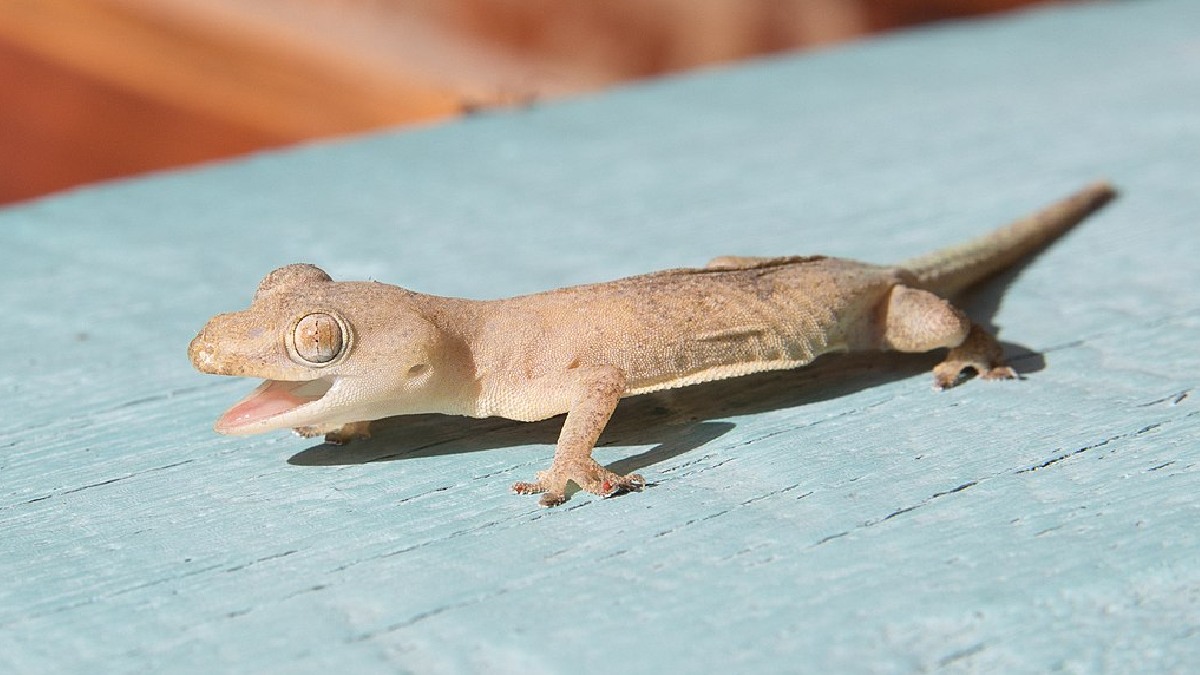 How to get rid of home lizards lif